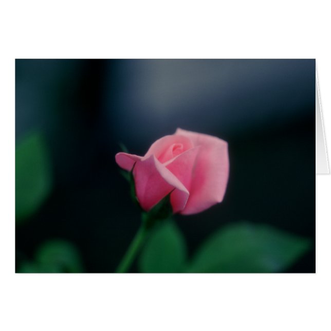 pink rose (Front Horizontal)