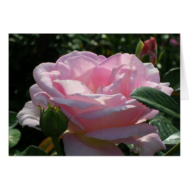 Pink Rose (Front Horizontal)