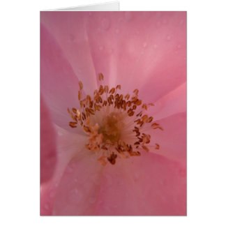Pink Rose 1