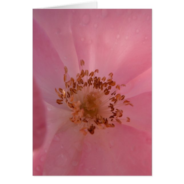 Pink Rose 1 (Front)
