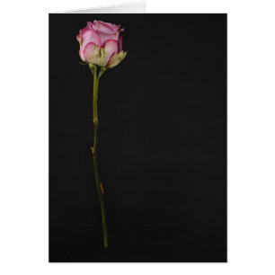 Pink rose 3