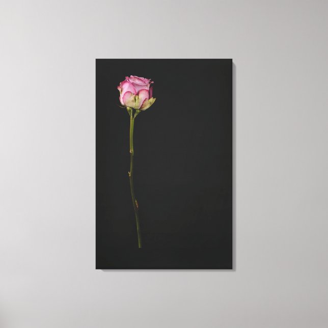 Pink rose 3 canvas print (Front)