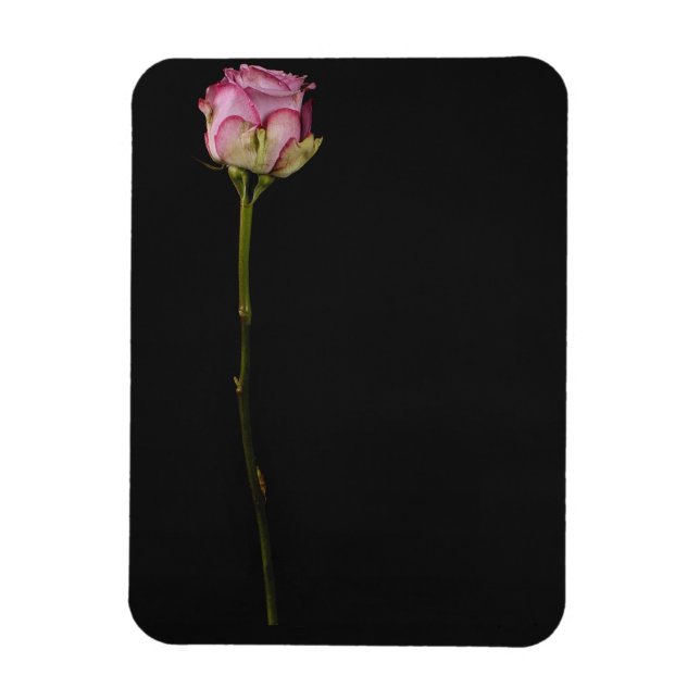Pink rose 3 magnet (Vertical)