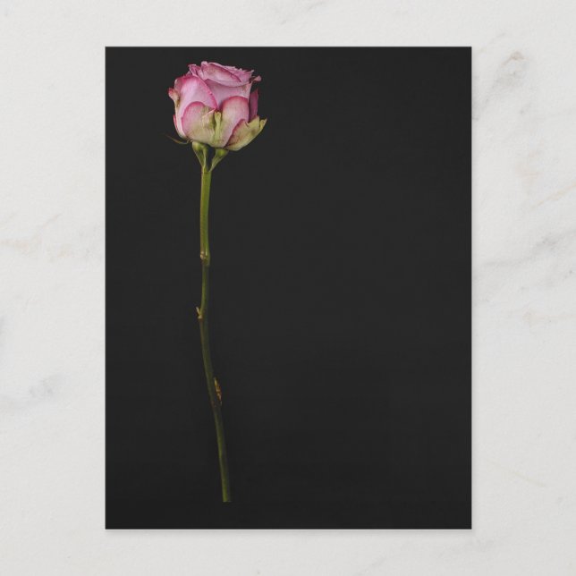 Pink rose 3 postcard (Front)