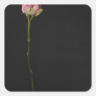 Pink rose 3 square sticker