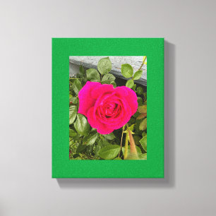 Pink Rose #4 Canvas Print