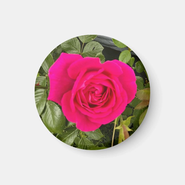 Pink Rose #4 Magnet (Front)