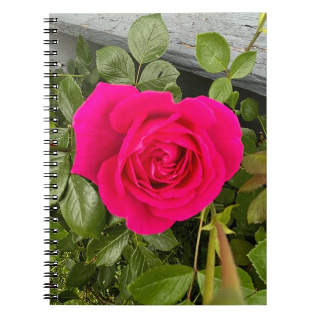 Pink Rose #4 Notebook (Front)