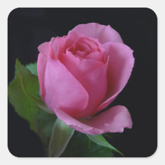 Pink Rose AH2011 Square Sticker