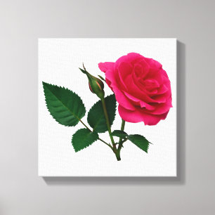 Pink Rose and Bud Canvas Print