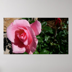 Pink Rose and Bud Garden Floral Poster