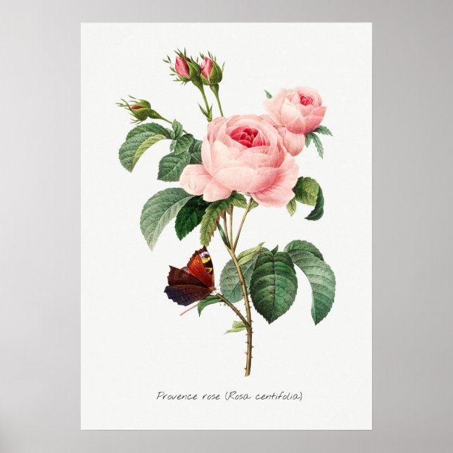 Pink Rose and Butterfly Botanical Illustration Poster (Front)