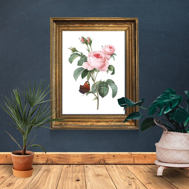 Pink Rose and Butterfly  Poster (Creator Uploaded)