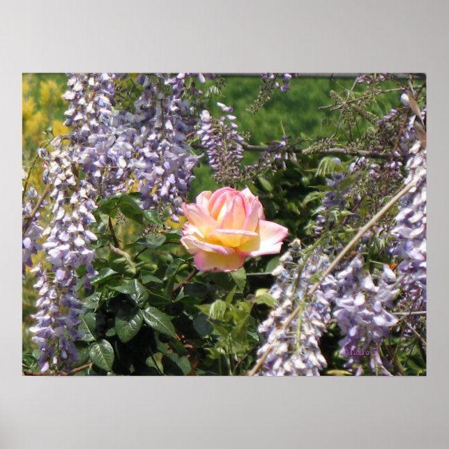 Pink Rose and Purple Wisteria Poster (Front)