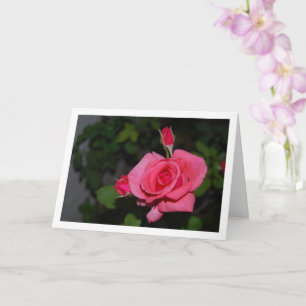 Pink Rose and Rose Buds Portrait Card