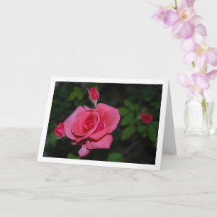 Pink Rose and Rose Buds Portrait Card