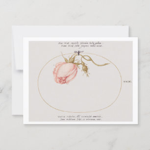 Pink Rose and Rosebud (1575-1580)  Postcard