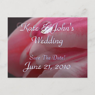 Pink Rose Announcement Postcard