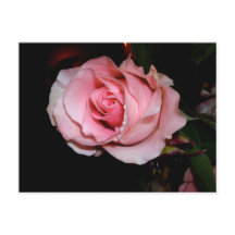Pink Rose