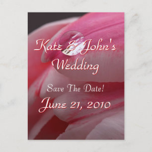 Pink Rose Announcement Postcard