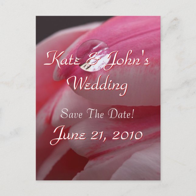 Pink Rose Announcement Postcard (Front)