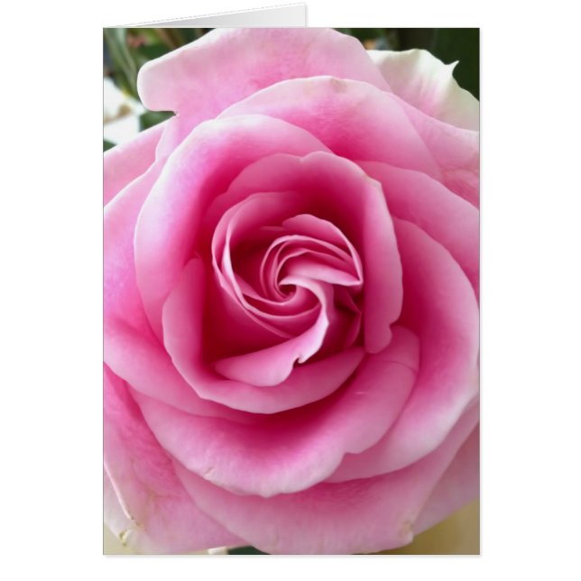 Pink Rose Beautiful (Front)
