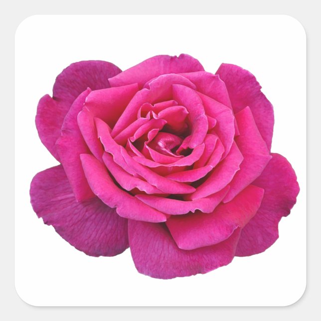 Pink rose beauty   square sticker (Front)