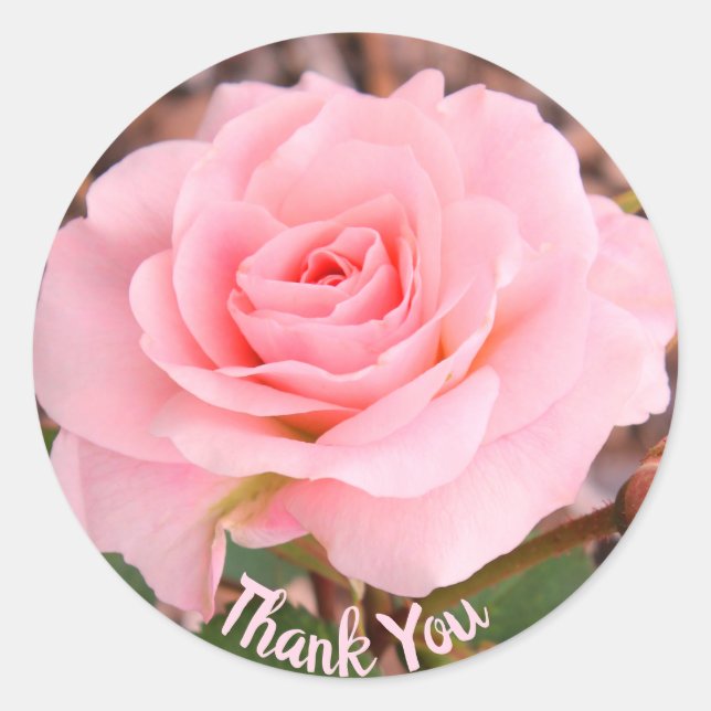 Pink Rose Bloom Classic Round Sticker (Front)