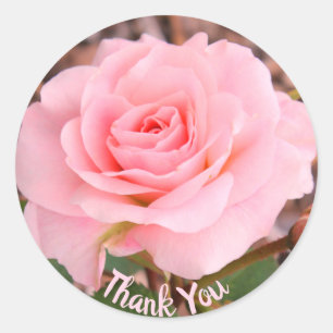 Pink Rose Bloom Classic Round Sticker