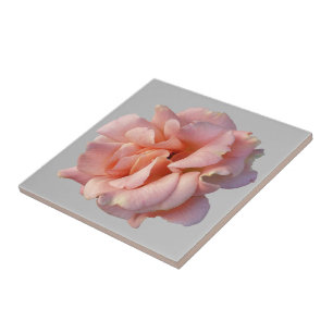pink rose bloom tile