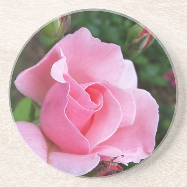 pink rose blooming coaster (Front)