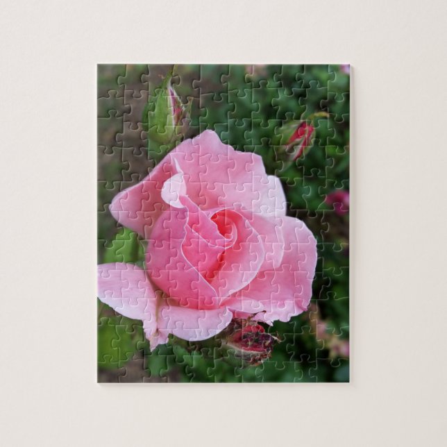 pink rose blooming jigsaw puzzle (Vertical)