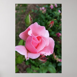 pink rose blooming poster