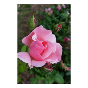 pink rose blooming poster