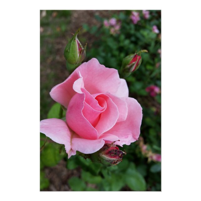 pink rose blooming poster (Front)