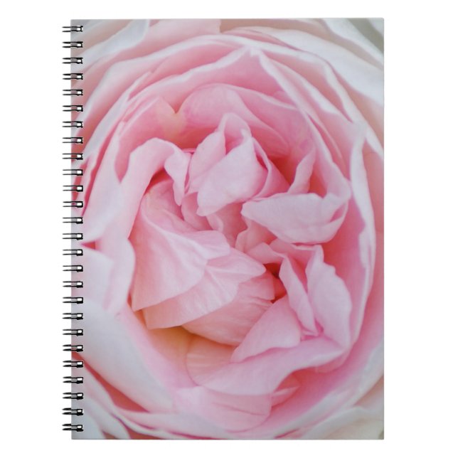 Pink Rose Blossom Pink Roses rosebud Petals Flower Notebook (Front)