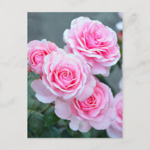 Pink rose blossoms postcard