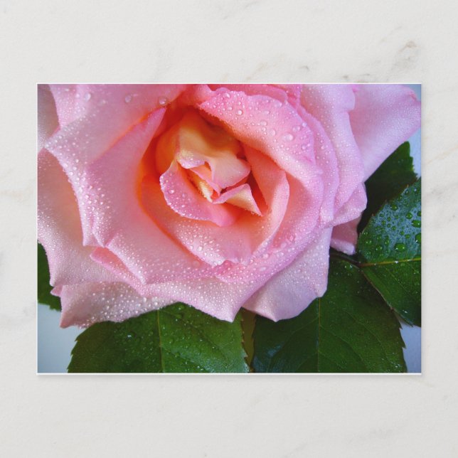 Pink Rose Blossoms Vines Peace Love Water Dewdrops Postcard (Front)