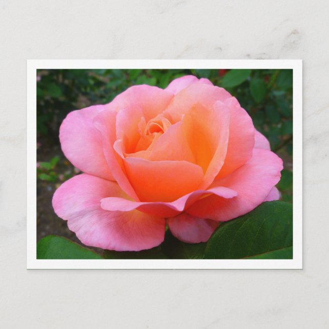 Pink Rose (bordered) Postcard (Front)