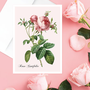 Pink Rose Botanical Art Note Card