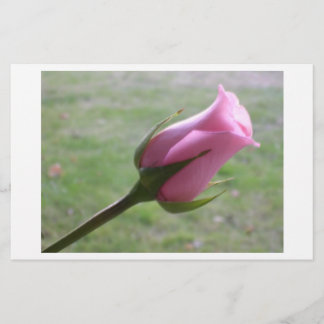 pink rose bud
