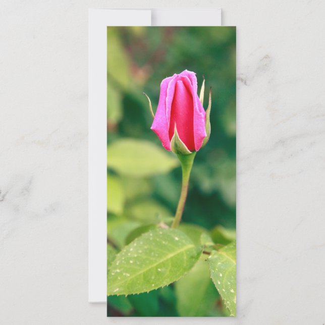 Pink rose bud (Front)