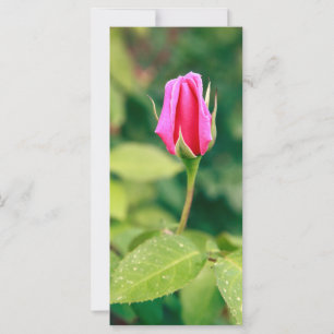 Pink rose bud