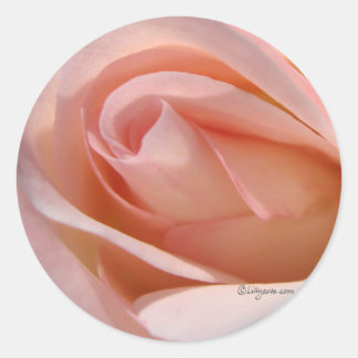 Pink Rose bud curl wedding envelope sticker