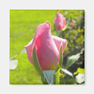 Pink Rose Bud Magnet