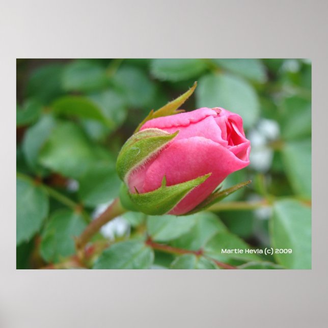 Pink Rose Bud Poster (Front)