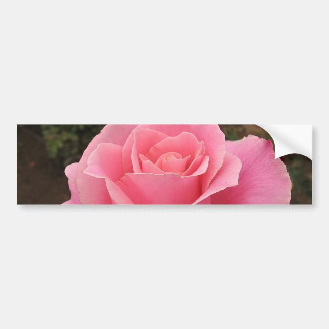 Pink Rose Bumper Sticker (Front)