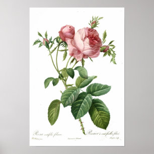 Pink Rose by Redoute Poster
