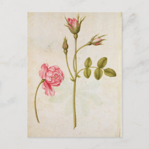 Pink Rose, c.1568 Postcard
