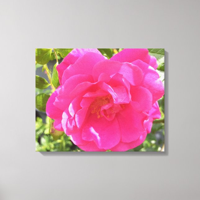 Pink Rose Canvas Print (Front)